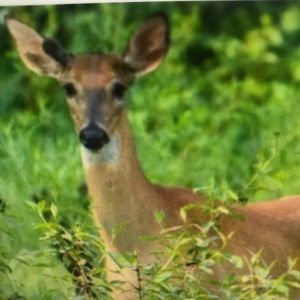 Meet your Posher, Abbie